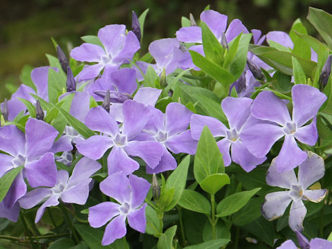 Vinca major