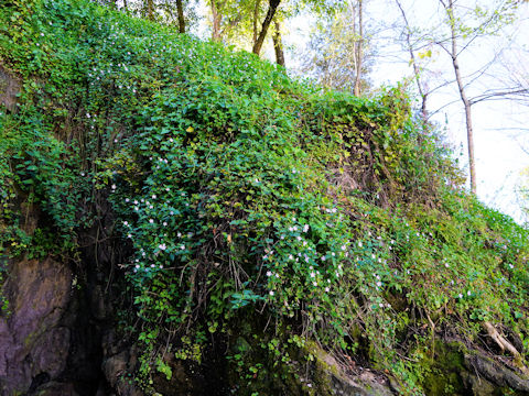 Vinca major