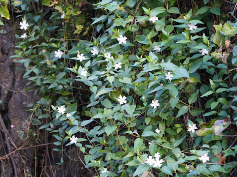 Vinca major