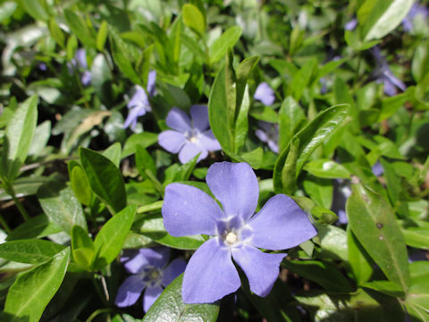 Vinca major