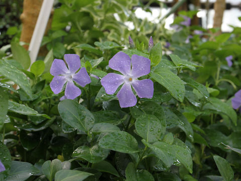 Vinca major