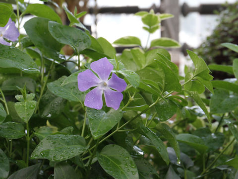 Vinca major