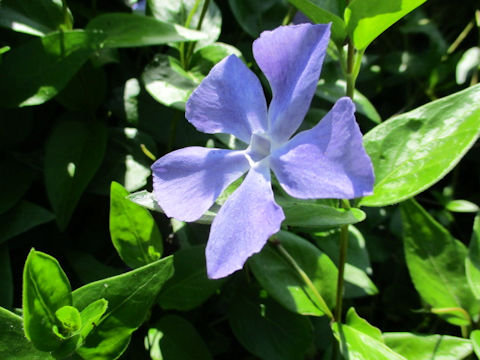 Vinca major