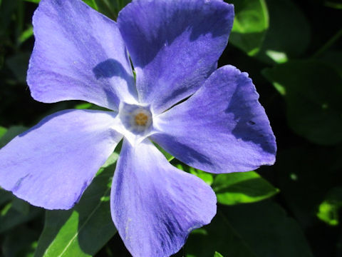 Vinca major