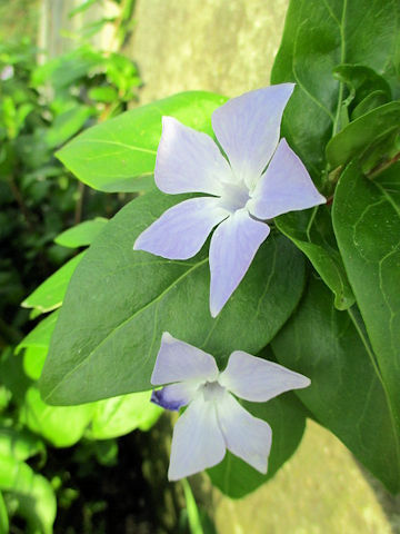 Vinca major