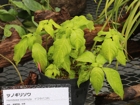 Hemiboea bicornuta