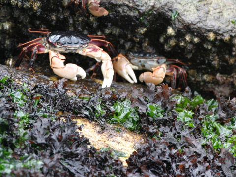 Chondrus ocellatus