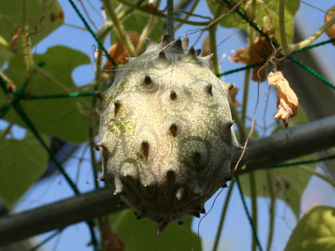 Cucumis metuliferus