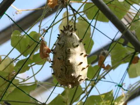 Cucumis metuliferus