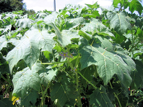 Solanum mammosum