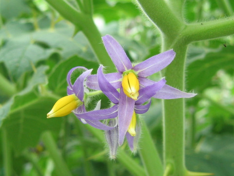 Solanum mammosum