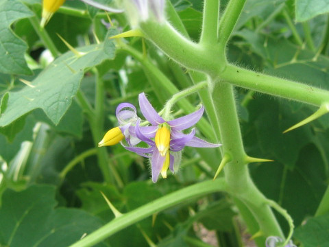 Solanum mammosum