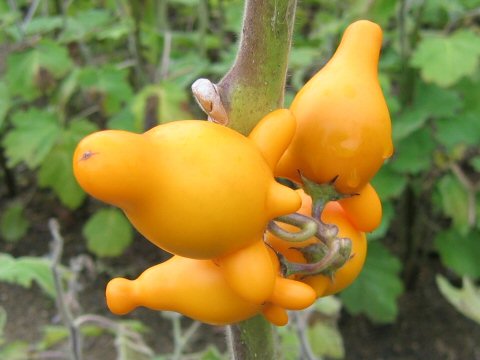 Solanum mammosum