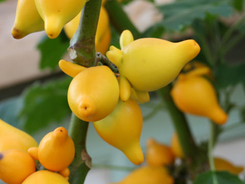 Solanum mammosum