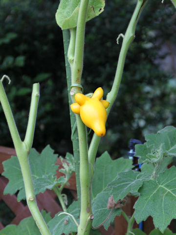 Solanum mammosum