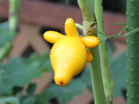 Solanum mammosum