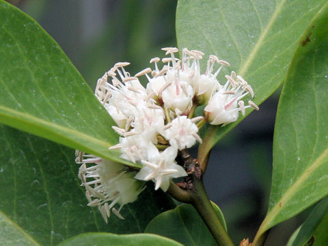 Aegiceras corniculatum