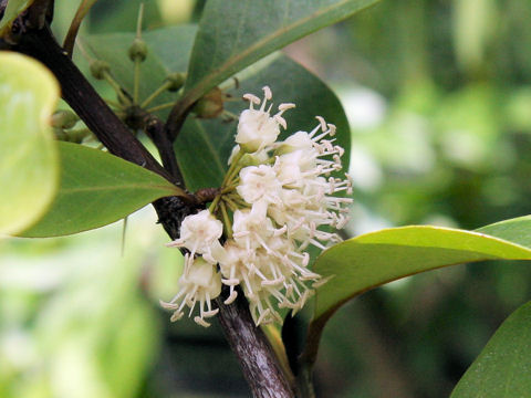 Aegiceras corniculatum