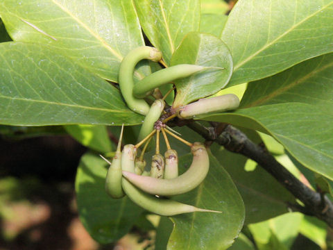 Aegiceras corniculatum