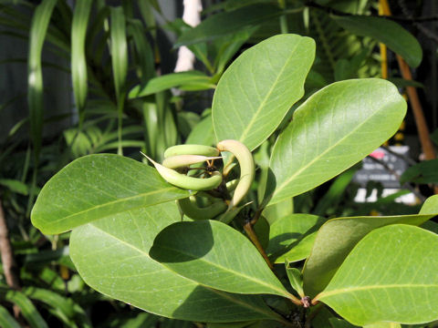 Aegiceras corniculatum