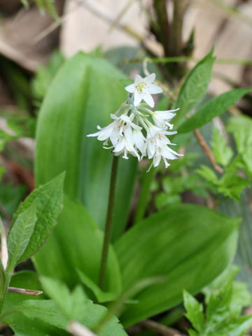 Clintonia udensis