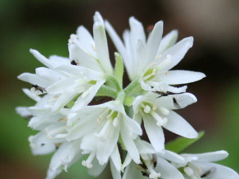 Clintonia udensis