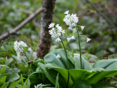 Clintonia udensis