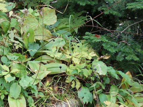 Clintonia udensis