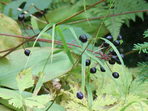 Clintonia udensis