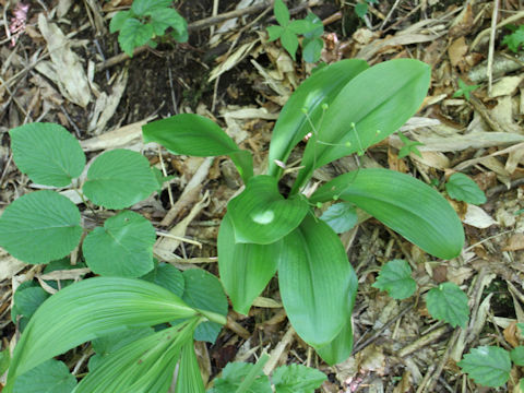 Clintonia udensis