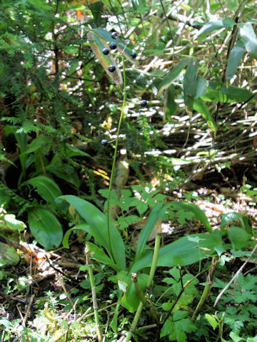 Clintonia udensis