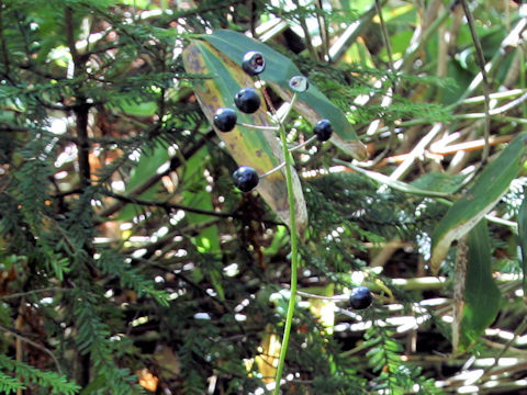 Clintonia udensis