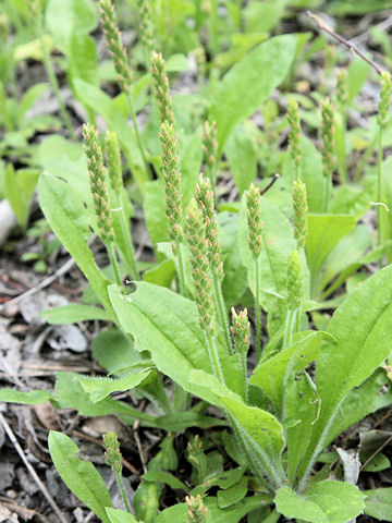 Plantago virginica