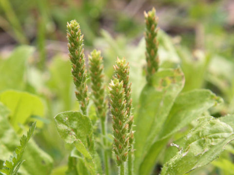 Plantago virginica