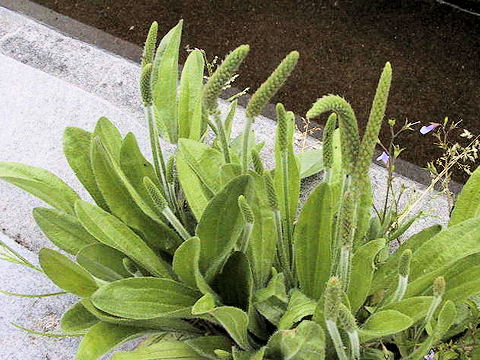 Plantago virginica