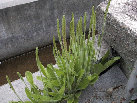 Plantago virginica