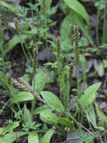 Plantago virginica