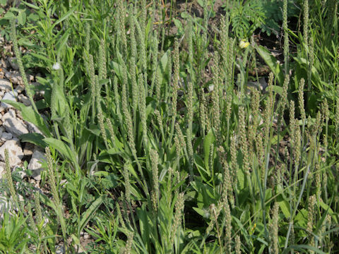 Plantago virginica