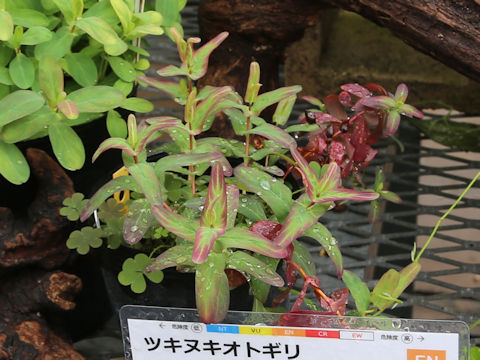 Hypericum sampsonii