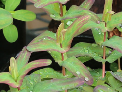 Hypericum sampsonii