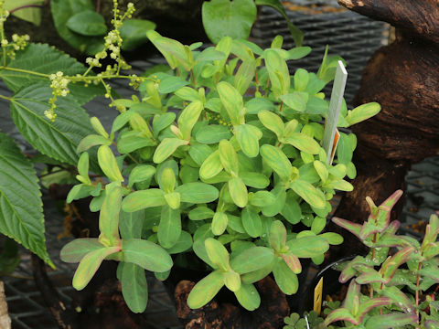 Hypericum sampsonii