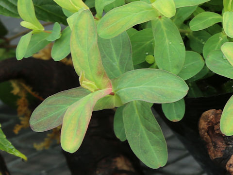 Hypericum sampsonii
