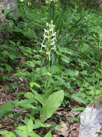 Platanthera japonica