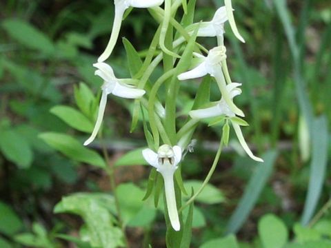 Platanthera japonica