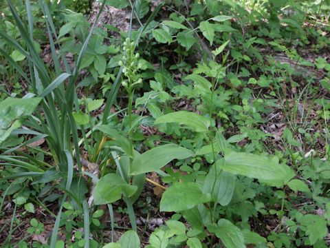 Platanthera japonica