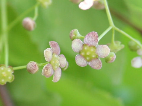 Euonymus oxyphyllus