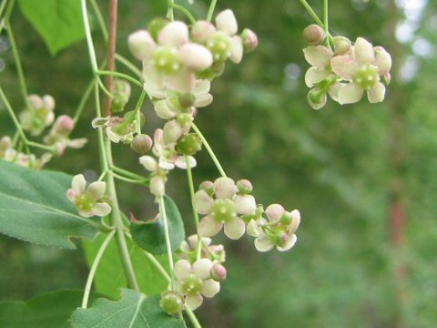 Euonymus oxyphyllus