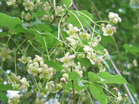 Euonymus oxyphyllus