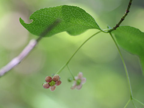 Euonymus oxyphyllus