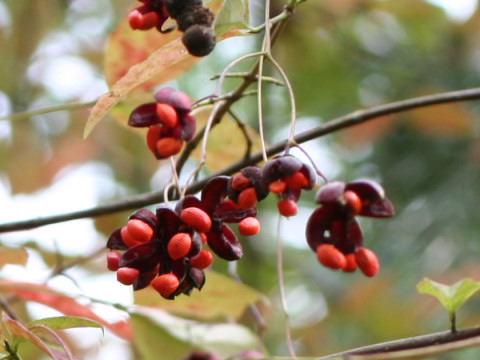 Euonymus oxyphyllus